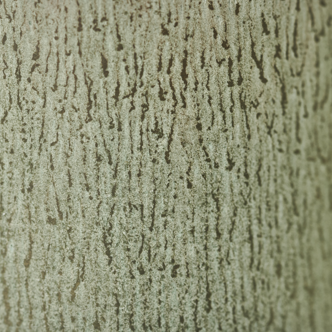 -moss